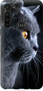 Чохол на Motorola G8 Power Красивий кіт "3038u-1940-851"