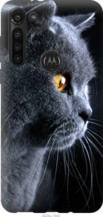 Чохол на Motorola G8 Power Красивий кіт "3038u-1940-851", фото 2