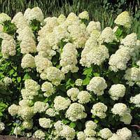 Гортензія Limelight сажанець контейнер 0.5 л