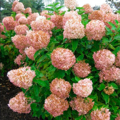 Гортензія Phantom сажанець контейнер 0.5 л, фото 1