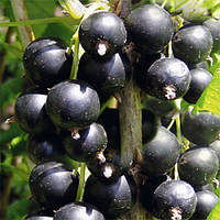 Саженцы смородины черной Казкова - средне-поздняя, урожайная, скороплодная