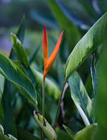 Обігрівач-картина інфрачервоний настінний Shine EK-51 250W 106 х 60 см, 039 поростки