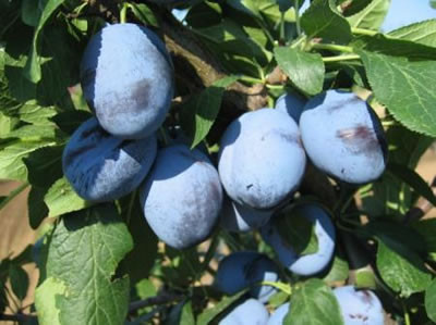 Слива Ганіта (середньостигла), фото 1