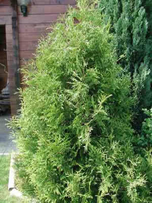 Туя західна Вагнері/Thuja occidentalis 'Wagneri' (контейнер Р9) - фото 2 - id-p241170235