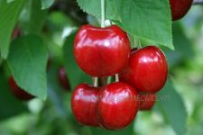 Черешня Меркант (рання), фото 1