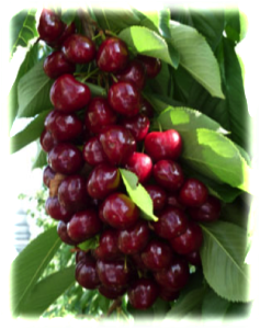 Черешня Світ харт (пізня), фото 1