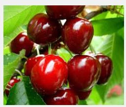 Черешня Електла (рання), фото 1