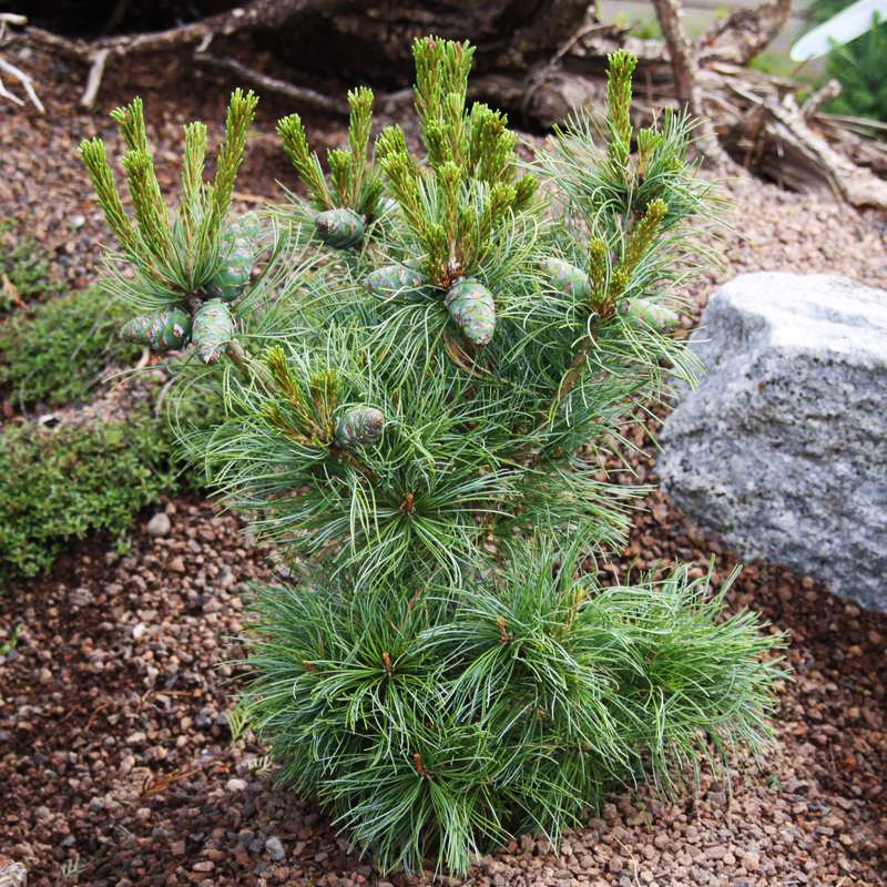 Сосна японська Шонс Бонсай / h 50-60 / Pinus Schoon's Bonsai