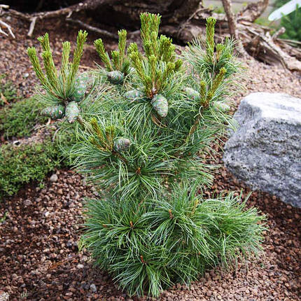 Сосна японська Шонс Бонсай / h 50-60 / Pinus Schoon's Bonsai, фото 1