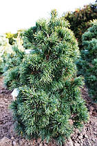 Сосна японська Шонс Бонсай / h 50-60 / Pinus Schoon's Bonsai, фото 4