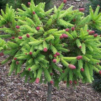 Саджанці Ялини звичайної Пуш на штамбі (Picea abies Push)