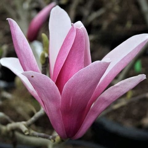 Саджанці Магнолії гібридної Сентинель (Magnolia hibrida Sentinel)