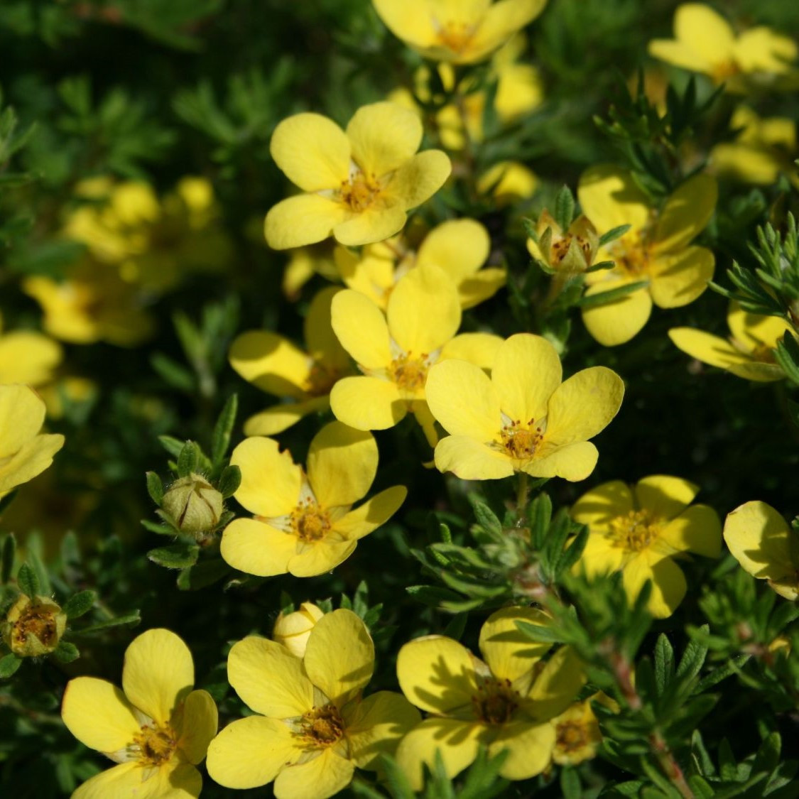 Саджанці Перстачу Кобольд (Potentilla fruticosa Kobold) Р9 - фото 1 - id-p1532443376