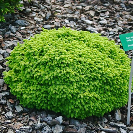 Саджанці Ялини звичайної Літтл Джем (Picea abies Little Gem) 3-х річний С7.5 - фото 1 - id-p1532443399