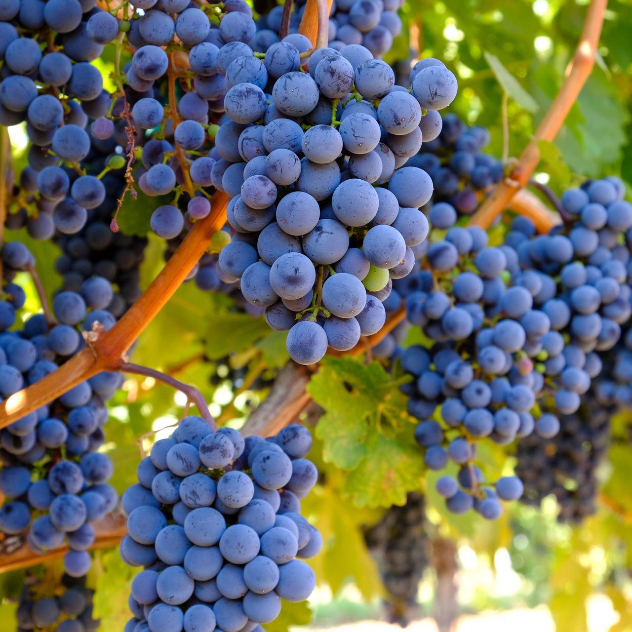 Саджанці винограду Альфа - середній, урожайний, невибагливий