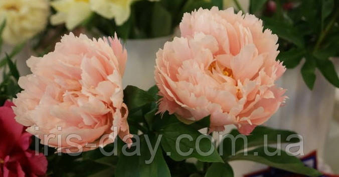 Пион Nelda's Joy (Hollingsworth 2012), фото 1