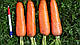 Насіння моркви Танжерина F1 100000 насіння (2.2-8 мм) Takii Seeeds, фото 2