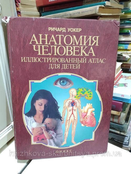 Уокер Р. Анатомія людини. Ілюстрований атлас для дітей. Кістки, м'язи і внутрішні органи