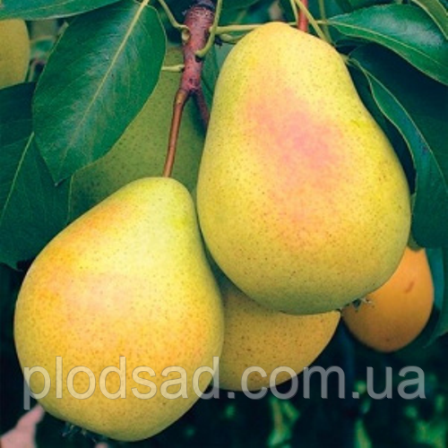 Груша Саксонія Еккехард