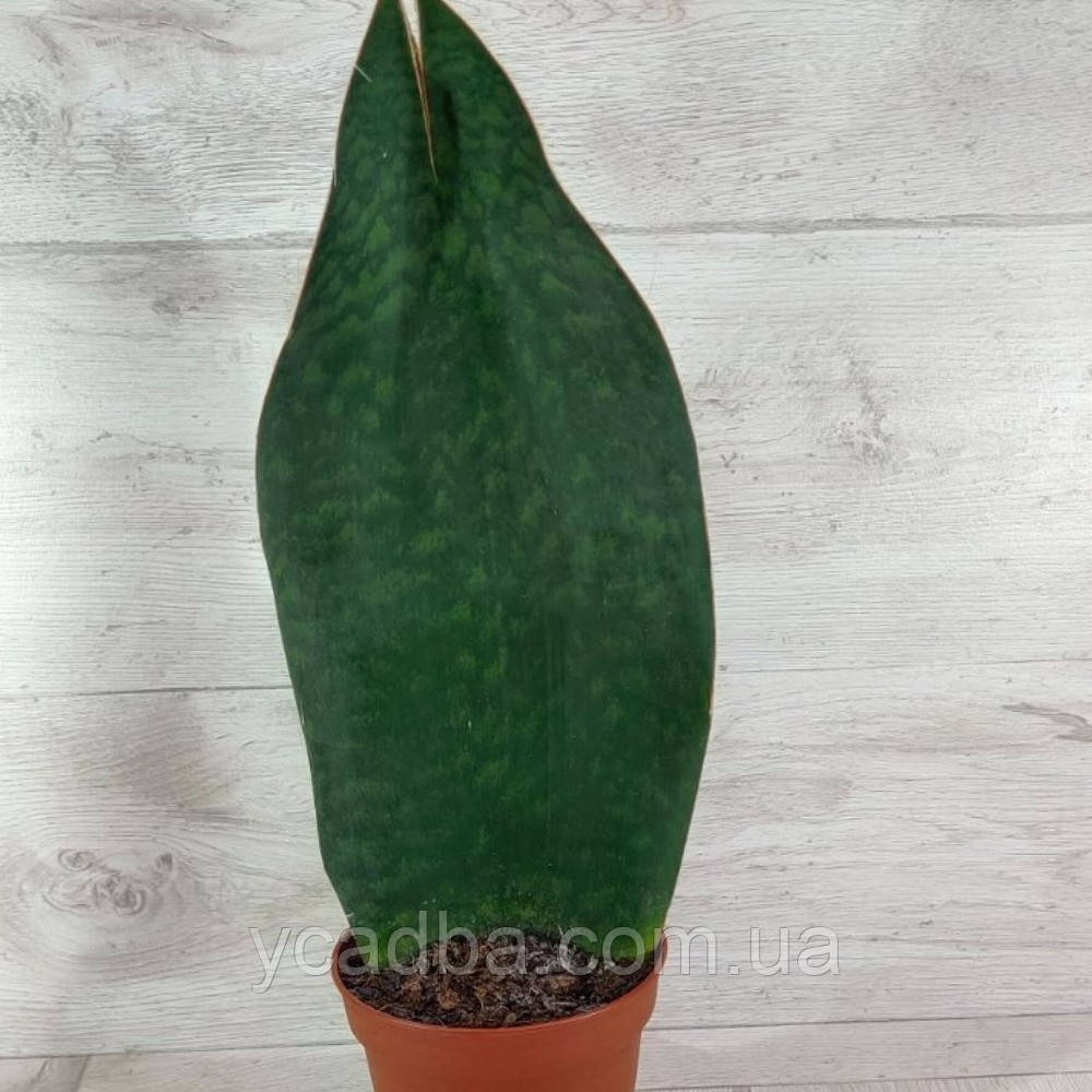 Сансевиерия Виктория, фото 1