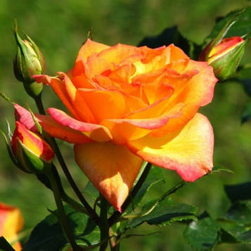 Саджанці кущової троянди Сахара (Rose Sahara)