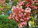 Кельрейтерія метельчата насіння (10 шт) (Koelreuteria paniculata) мильне дерево, фото 2