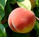 Персик манчьжурський насіння (10 шт) підщепа для саджанців морозостійкий, фото 4