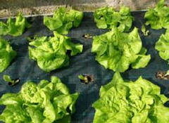 АГРОВОЛОКНО чорне (спанбонд) для полуниці, салату та інших рослин, фото 2