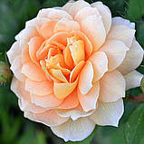 Троянда Grace (Грейс), фото 3