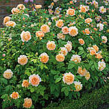 Троянда Grace (Грейс), фото 2