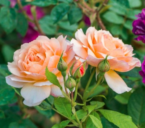 Троянда Grace (Грейс), фото 1