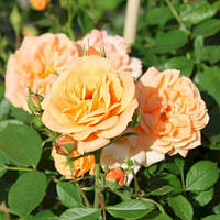 Троянда мініспрей Clementine (Клементина)