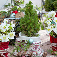 Ялина Conisa на Новий рік контейнер 1 л