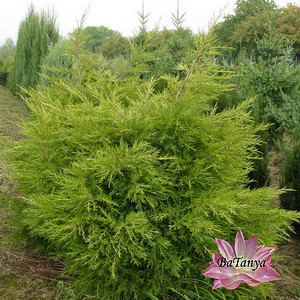 Ялівець китайський Куривао Голд (контейнер 0,5л), фото 1