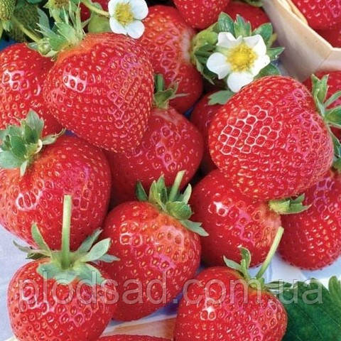 Полуниця Альбіон