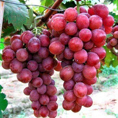 Саджанці Винограду Гамлет - раннього терміну, урожайний, морозостійкий, фото 1