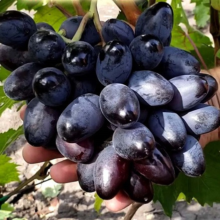 Саджанці Винограду Владика Ночі - супер раннього строку, урожайний, великоплідний