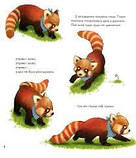 Мала панда Пай, фото 5