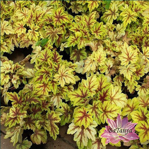 Гейхерелла Голден Зебра, фото 1