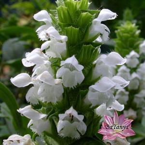 Прунела великоцвіткова Альба, фото 1