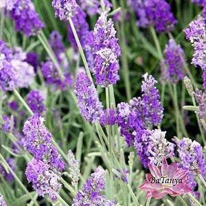 Лаванда Річард Грей (контейнер 0,5л)