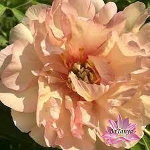 Натурист порно отбасы