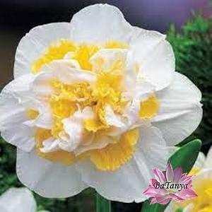 Нарцис махровий White Lion, фото 1