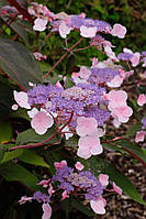 Гортензія "Hot Chocolate". Hydrangea aspera "Hot Chocolate".