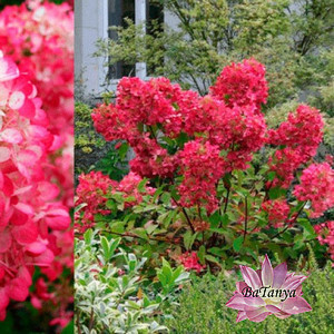 Гортензія мітельчаста Даймонд Руж (13) контейнер 0,5л, фото 1