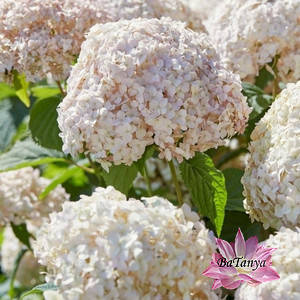 Гортензія деревоподібна Кандибелле Маршмелоу Candybelle Marshmallow 4 (горшик 0,5л)