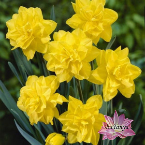 Нарцис Golden Ducat, фото 1