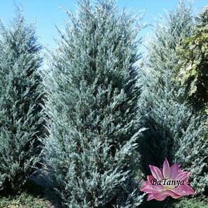 Ялівець Мунглоу (контейнер 0,5л), фото 1