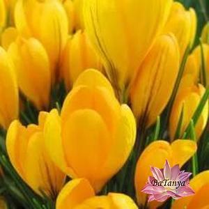 Крокус великобарвний Yellow Giant