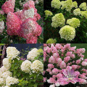 Гортензія метильчаста Мікс (контейнер 2 л)